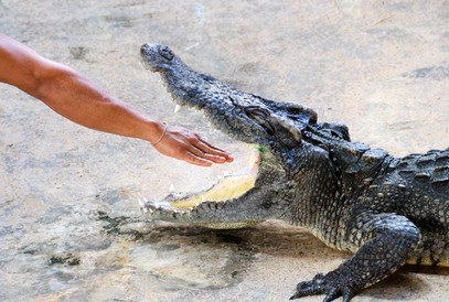 Top 10: Die gefährlichsten Tiere der Welt